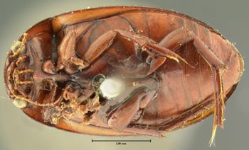 Media type: image; Entomology 34567   Aspect: habitus ventral view